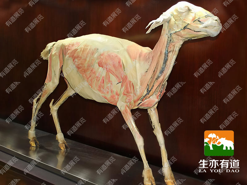 羊塑化标本